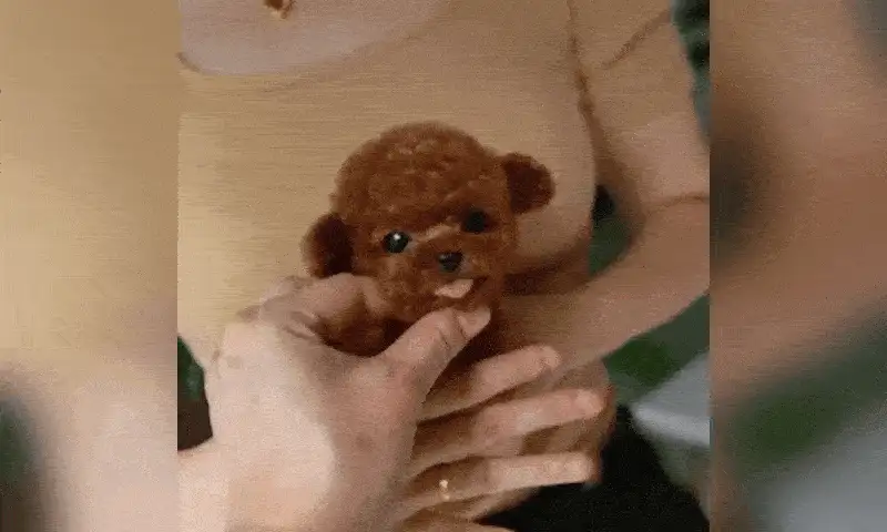 Il cucciolo tenuto in mano